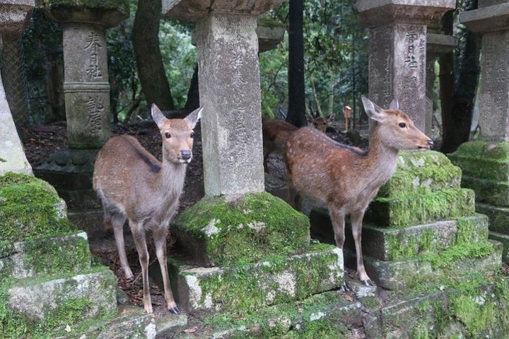 Day trip to Nara from Osaka or Kyoto, World Heritage Sites and deer park tour image