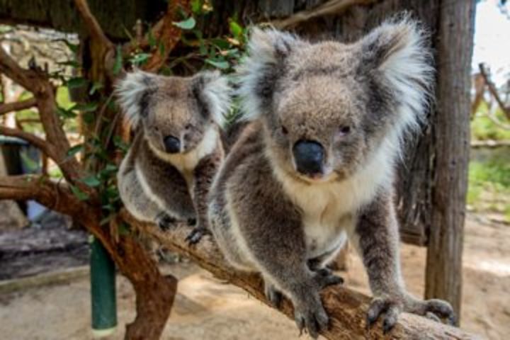 Cleland Wildlife Park Tour from Adelaide including Mount Lofty Summit image