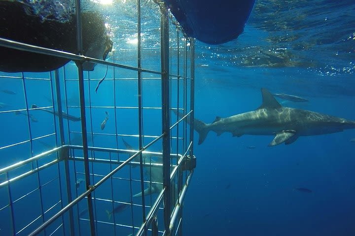 Caged and Cageless Shark Snorkelling on Durban's Aliwal Shoal image