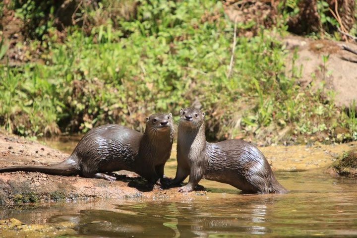 Yungas and El Rey National Park 4x4 Full Day Tour from Salta image