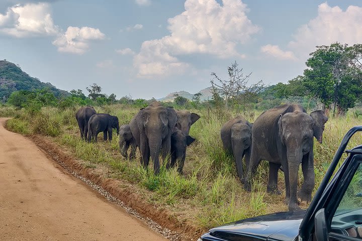 Sigiriya Rock and Wild Elephant Safari from Dambulla image