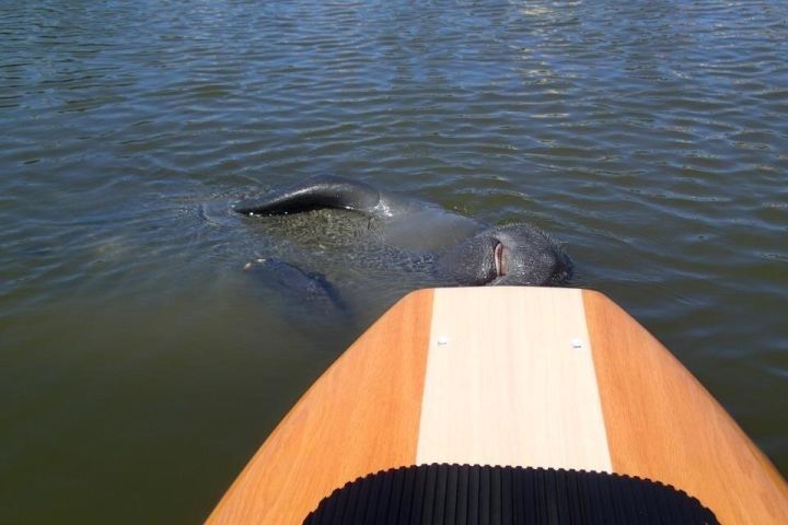 Merritt Island Dolphin & Manatee Tour image
