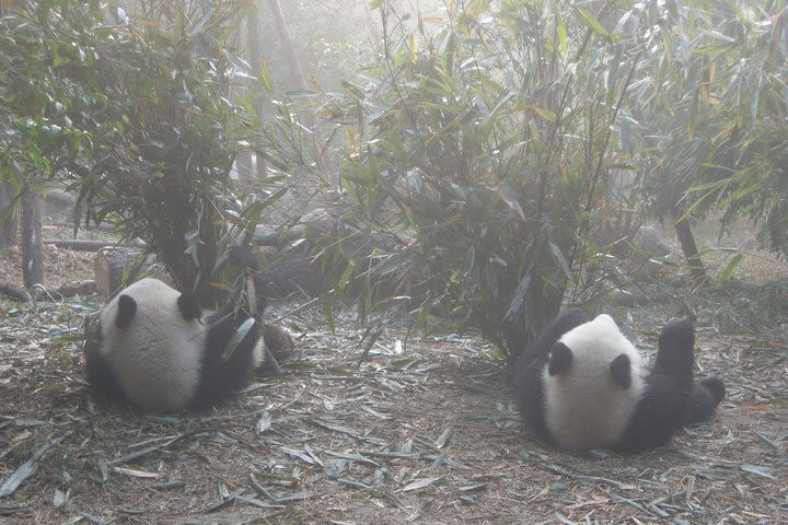 1-Day Panda Base and Mount Qingcheng Private tour from Chengdu image