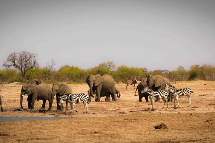 1 Night Hwange National Park Camping image