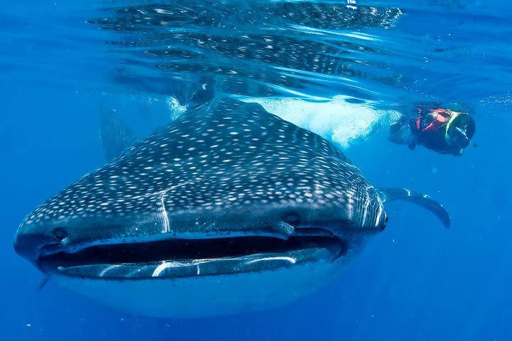 Cancun Whale Sharks All-Inclusive Tour image