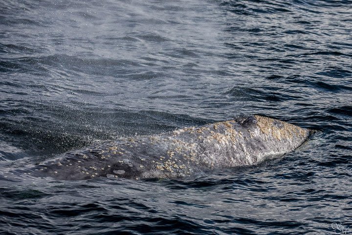 3-Hour Monterey Bay Winter Whale-Watching Tour in California image