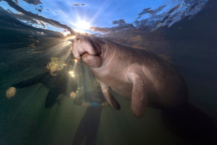 Swim with the Manatees Includes In-Water Guide/Photographer image