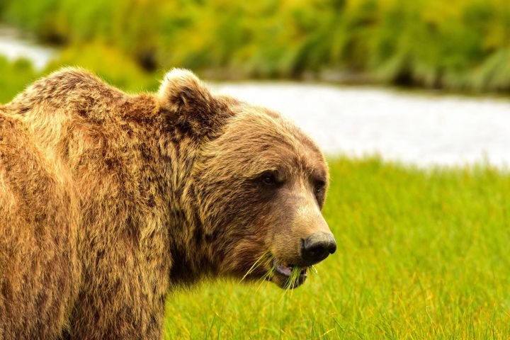 Lodge-Based Overnight Bear Adventure from Kenai, Alaska  image