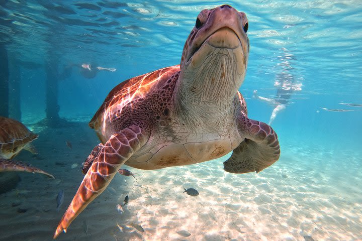 Swimming with sea turtles incl. professional pictures. Pefect for Instagram & FB image