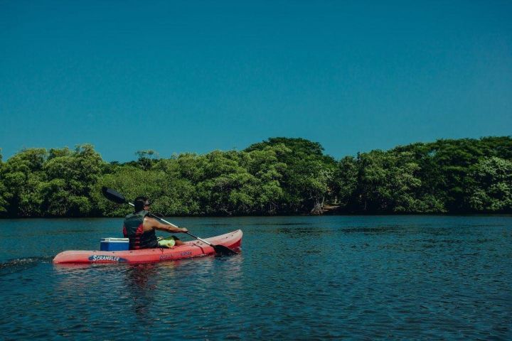 Tamarindo Kayak Estuary Mangrove Tour image