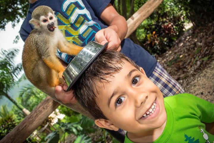 Monkeyland and Plantation Safari Tour from Punta Cana image