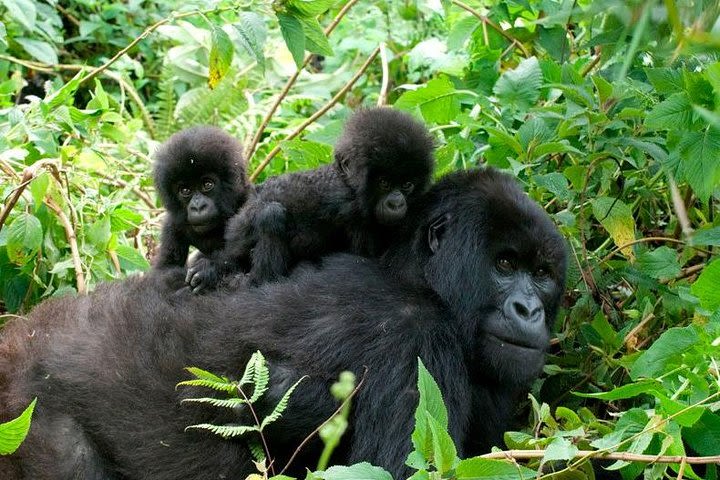 3 Days Bwindi Gorilla Trekking tour image