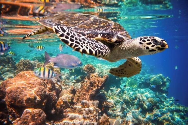 Akumal Turtle Snorkel Adventure image