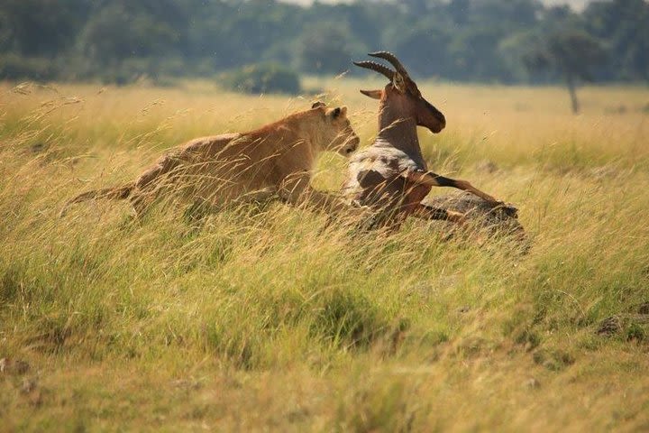 3 Days Tsavo East and West Private Safari from Mombasa  image