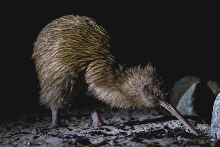 Stewart Island: Wild Kiwi Encounter image