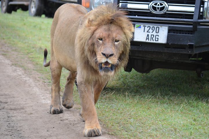 5 Days Budget and Camping safari Lake Manyara , Serengeti &Ngorongoro crater  image