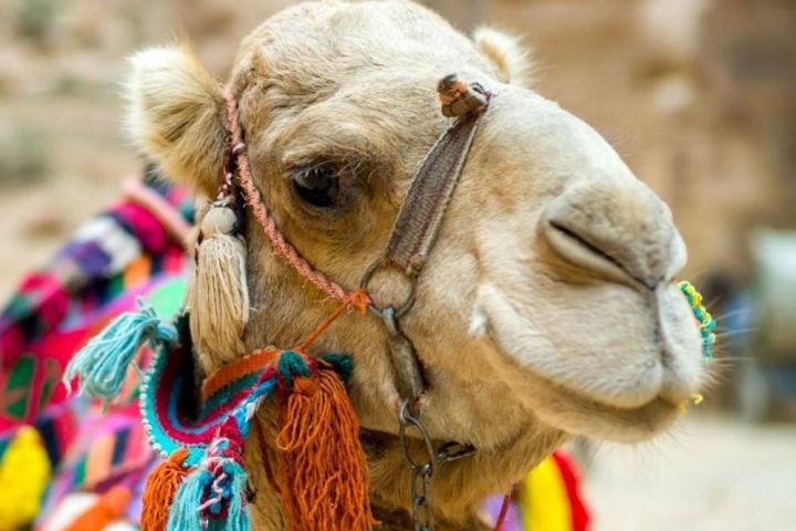 Cappadocia Camel Ride Experience image