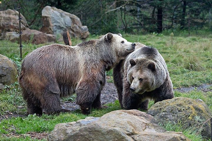 Nature Wildlife Package to California's Redwoods with Aquarium and Zoo Visit image