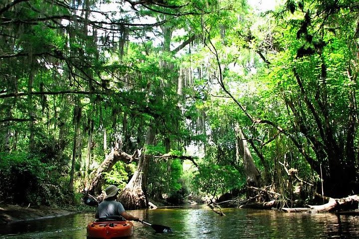 Wild & Scenic Loxahatchee River Guided Tour image