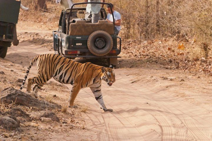 2-Night Private Ranthambore National Park and Wildlife Tour from Delhi image