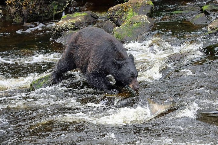 3-Hour Alaska Rainforest Hiking Tour in Tongass National Forest from Ketchikan image