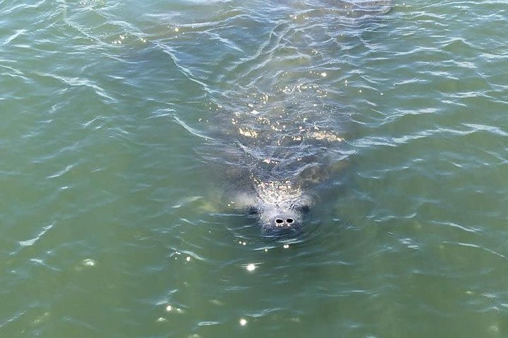 Wildlife Tour of Indian River Lagoon with Experienced Captain image