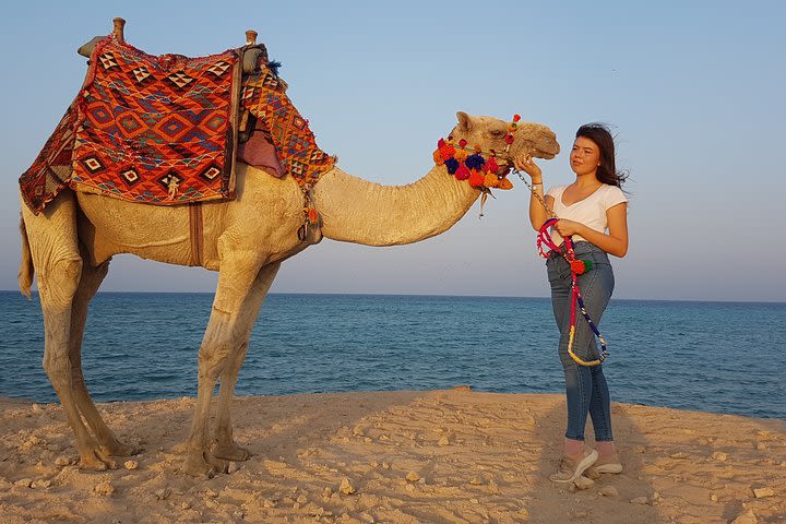 One hour Camel Ride At Amazing Desert With Transfer - Sharm El Sheikh image