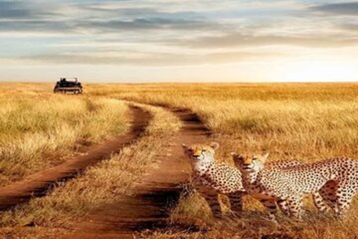 8-Day Private Luxury Tour of Ndutu Safari Migration image