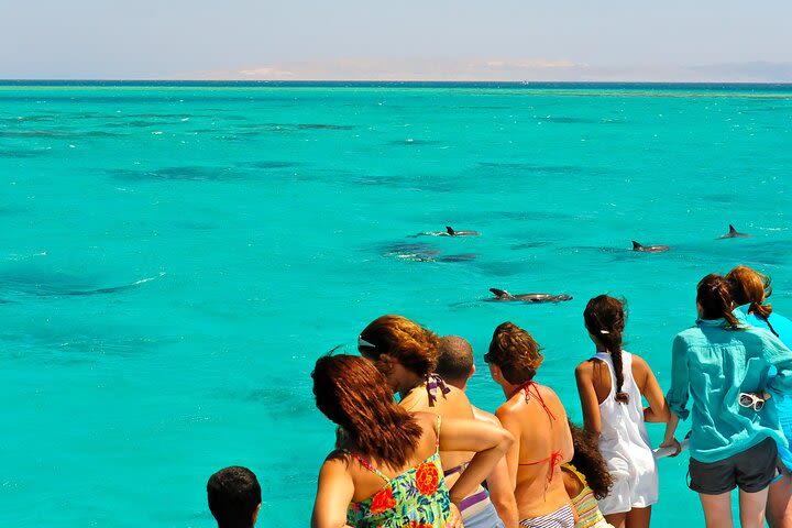 Epic Sandbar Safari With Dolphin Playground Encounter In Key West image