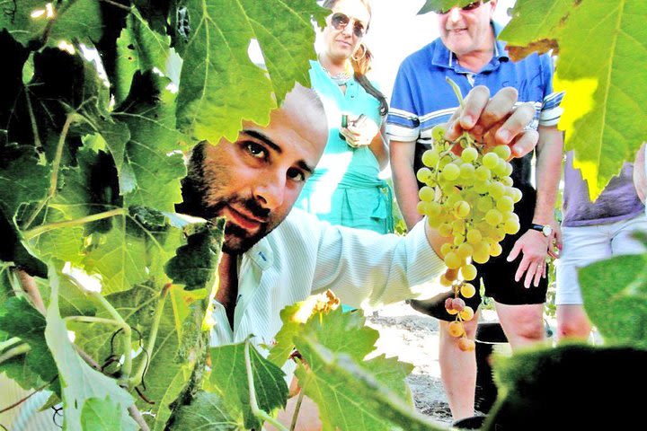 Full Day Private Sherry Wine Experience from Cádiz image