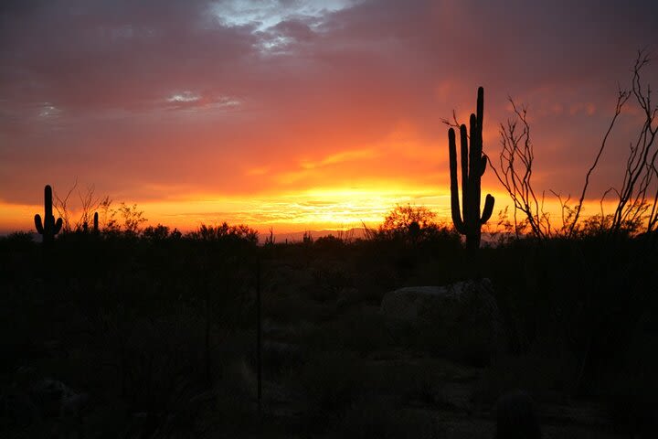 2 hour Photography Tour of Phoenix Desert Botanical Gardens image