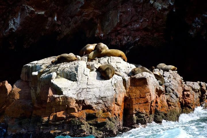 Ballestas Islands Sightseeing Boat Ride from Paracas image