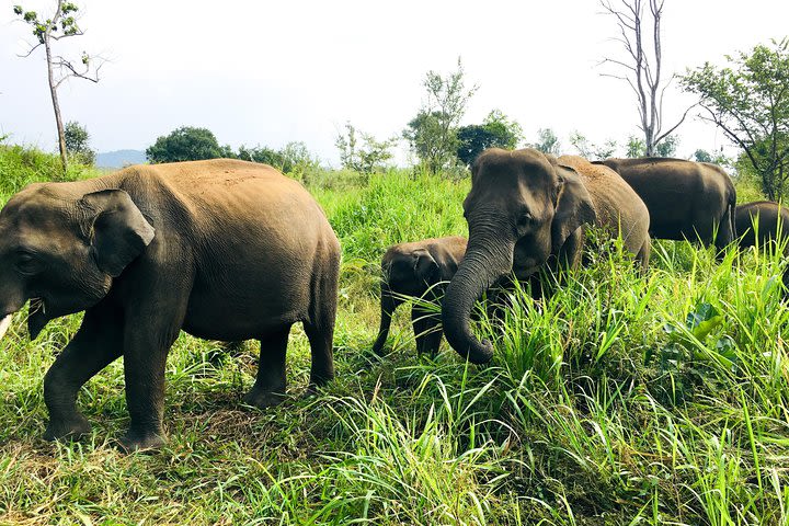 Wild Elephant Jeep Safari ( Half Day) image