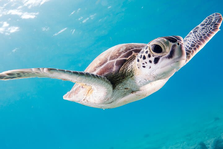 Swim with Turtles Full-Day Private Motorboat Tour to Rose Island and Turtle Cay image