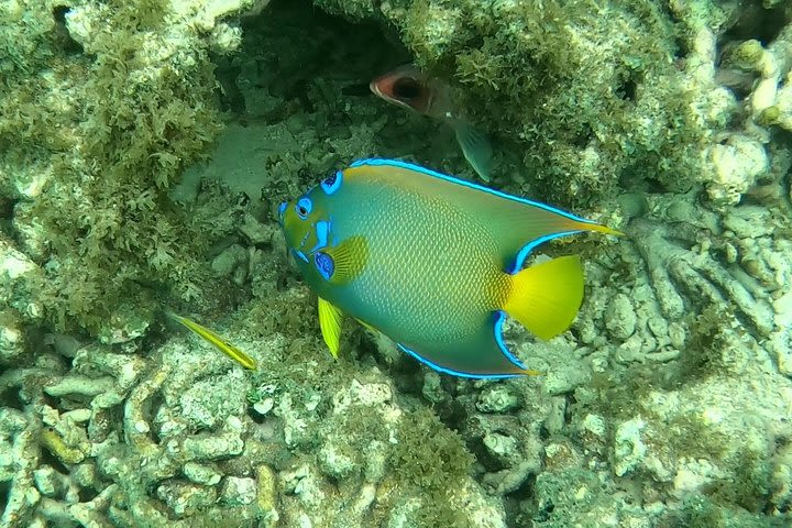 discovery of the seabed of the largest lagoon in guadeloupe on the h2o boat image