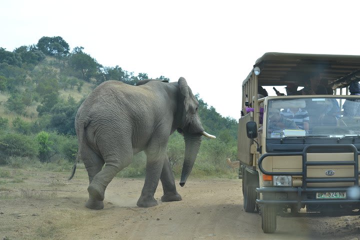 African Safari in Pilanesberg National Park - 1 day adventure image