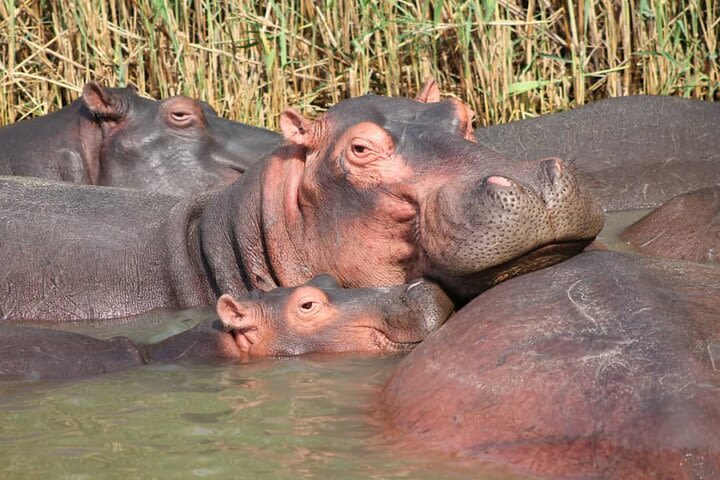 2 Day Lake Mburo Nature Safari Holiday Tour image