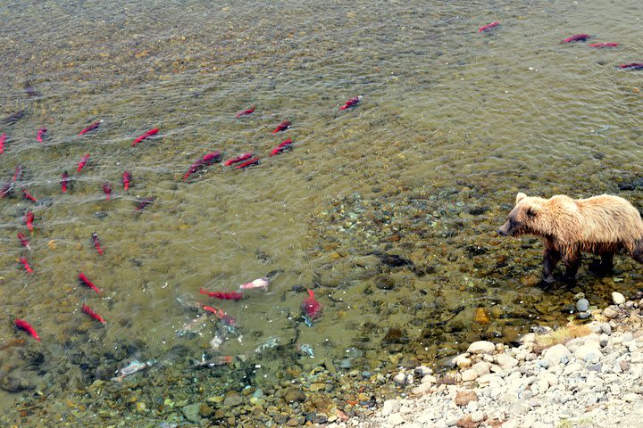 Late Summer Bear Viewing in Katmai National Park image