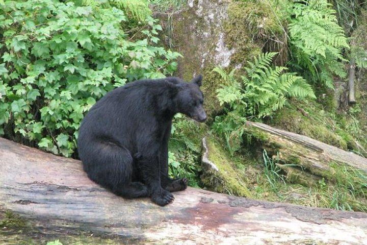 Prince of Wales Island Bear-Viewing Tour By Air From Ketchikan image