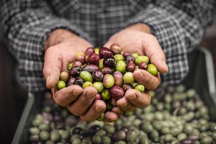 Utiel Requena Day Trip - Ecologic Olive Oil And Wine Tasting image