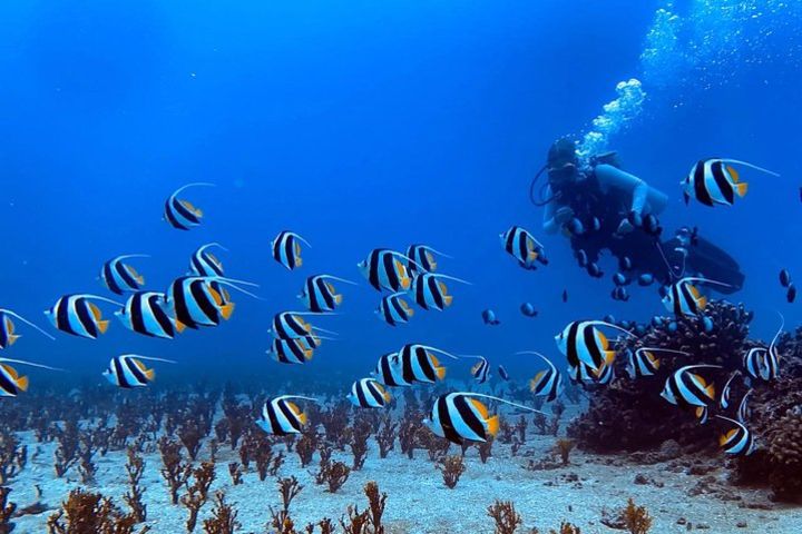 Afternoon Snorkel Adventure with optional SCUBA and Intro SCUBA image