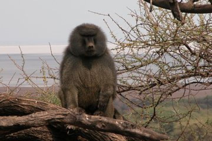 A wildlife adventure day in Tarangire or Lake Manyara National Parks image