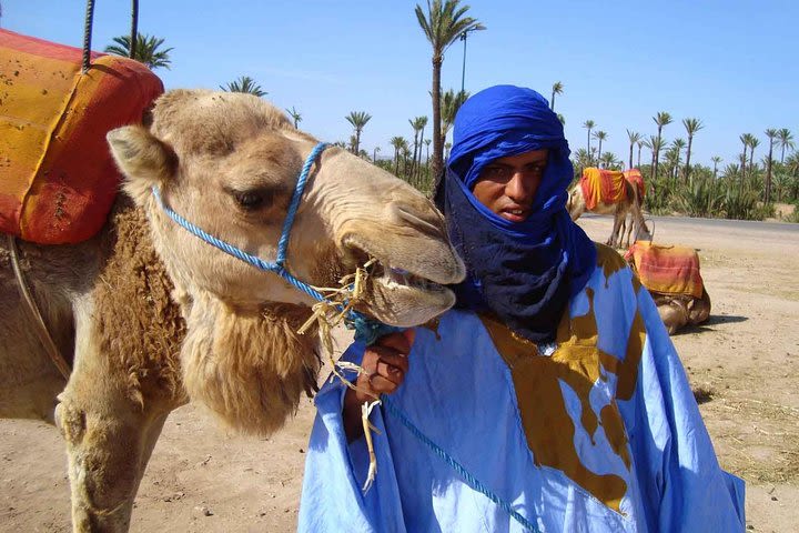 Breathtaking Sunset Camel Ride in the Palm Grove of Marrakech  image