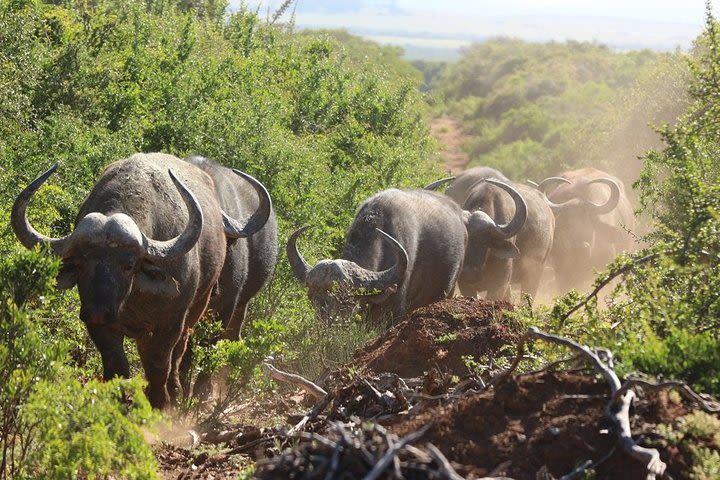 Shore Excursion Cruise Ships Port Elizabeth, Addo Elephant Park  image