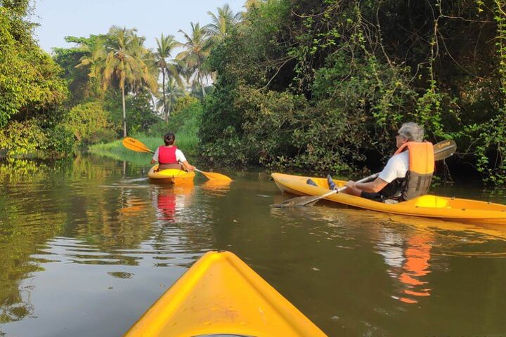 Goa Kayaking Sal Backwaters Mangroves Magic! image