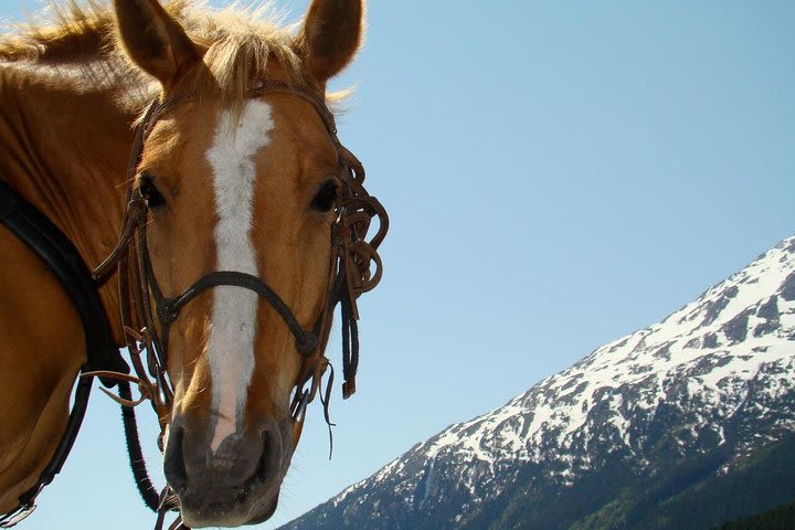 Chilkoot Horseback Adventure image