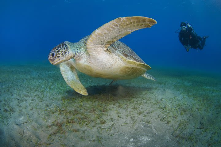 SSI Advanced Open Water Diver Course in Tenerife image