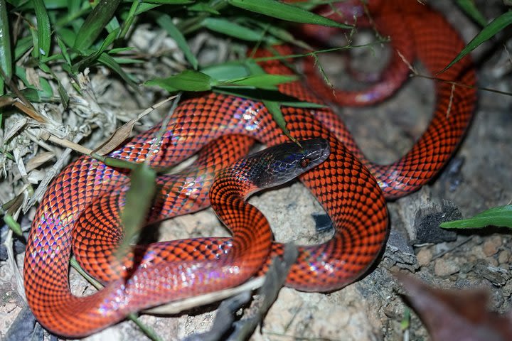 4-Day Wildlife camping tour to Pacaya-Samiria National Park from Iquitos, Peru image