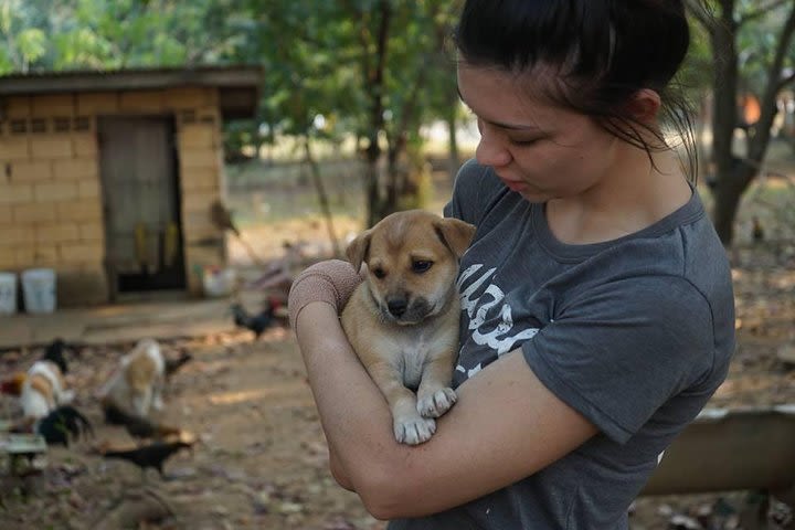 Rescue P.A.W.S. Day Visit (Experience a Day Volunteering with Puppies) image