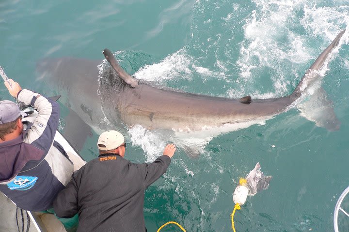 SHARK CAGE DIVING and VIEWING (Self Drive) image